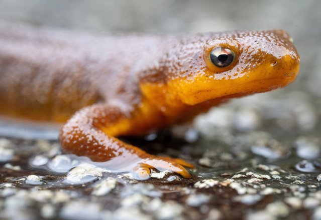 A rough skinned newt crosses a country road on a rainy afternoon near Elkton in southwestern Oregon on October 30, 2024. THe toxins of rough skinned newts are particularly potent. An acrid smell radiates from the newt, which acts as a warning for animals to stay away. (Photo by Robin Loznak/ZUMA Press Wire/Rex Features/Shutterstock)