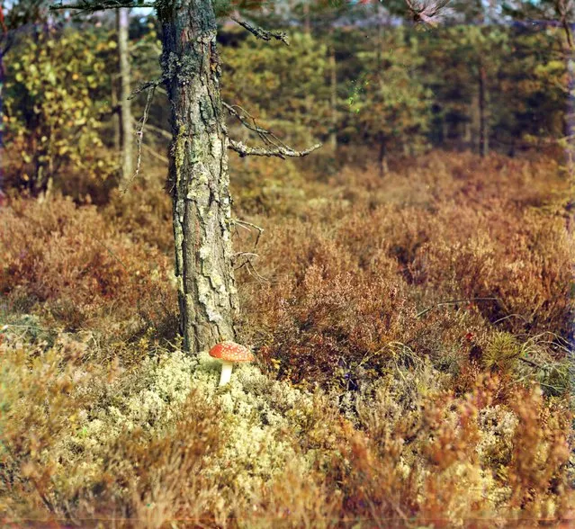 Photos by Sergey Prokudin-Gorsky. Fly agaric (‘Among the moss’). Russian Empire, Grand Duchy of Finland, Place unknown. Between 1903 and 1904