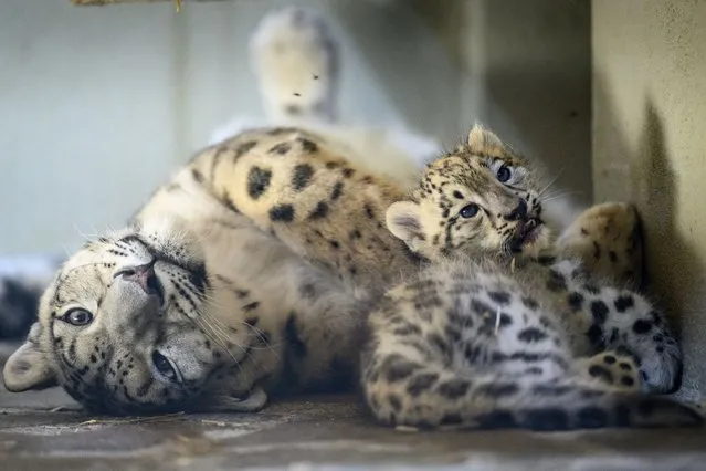 A six weeks old Snow Leopard (Panthera uncia) cub lays next to her three-year-old mother Guilda (L) at the zoo of Servion, in Servion, Switzerland, 21 July 2022. The female Guilda gave birth to two cubs in early June. (Photo by Laurent Gillieron/EPA/EFE)