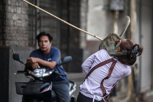 A long-tailed macaque attacks an employee of Chayovanich shop, which is located on the opposite side of Phra Prang Sam Yot temple, before officials started capturing monkeys in Lopburi, Thailand, on February 3, 2024. After Lopburi came out of the pandemic lockdown in mid-2022, its residents found that the monkeys, without people feeding them, had become unruly. Troops of macaques had taken over buildings, often confronting residents, stealing food and causing accidents. Gangs of monkeys also fought in brawls, shocking locals. Some residents resorted to caging themselves within their homes. (Photo by Chalinee Thirasupa/Reuters)