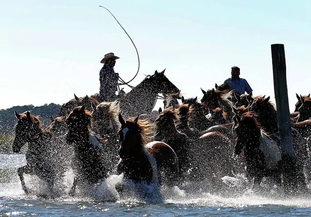Wild ponies are herded into the Assateague Channel to for their annual swim to Chincoteague Island, on July 25, 2012 in Chincoteague, Virginia. Every year the wild ponies are rounded up to be auctioned off by the Chincoteague Volunteer Fire Company. (Photo by Mark Wilson)