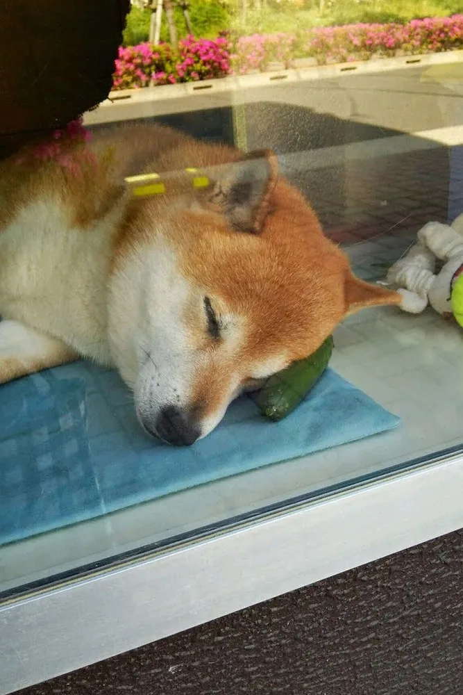 Dog Shopkeeper  In Musashi-Koganei,Tokyo 