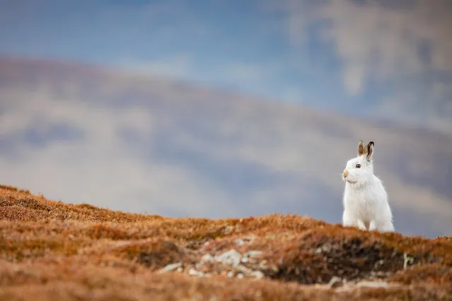 Highly commended: Mountain Hare Cairngorms by Sorcha Lewis. (Photo by Sorcha Lewis/Mammal Photographer of the Year 2020)