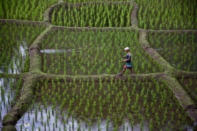 A tribal man walks with a fishing rod in a paddy field at Moronga village, along the Assam-Meghalaya state border, India, Friday, July 15, 2016. More than 70 percent of India's 1.25 billion citizens engage in agriculture. (Photo by Anupam Nath/AP Photo)