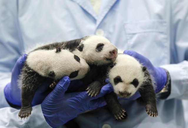 Giant panda triplets turn one-month-old at Chimelong Safari Park in Guangzhou, Guangdong province August 28, 2014. According to local media, they are the fourth set of giant panda triplets born with the help of artificial insemination procedures in China, and the birth is seen as a miracle due to the low reproduction rate of giant pandas. (Photo by Alex Lee/Reuters)