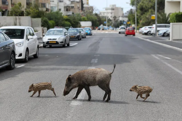 A mother and two wild boar cubs roam at a street of the Carmel neighborhoods in the northern city of Haifa, Israel, 11 April 2020. Reports state that wild animals feel safer walking around the streets of the cities as most citizens are staying back home in order to prevent the spread of the SARS-CoV-2 coronavirus which causes the Covid-19 disease. (Photo by Abir Sultan/EPA/EFE)
