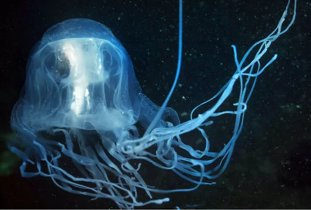 Box jellyfish. (Photo by Valerie Taylor/Caters News)