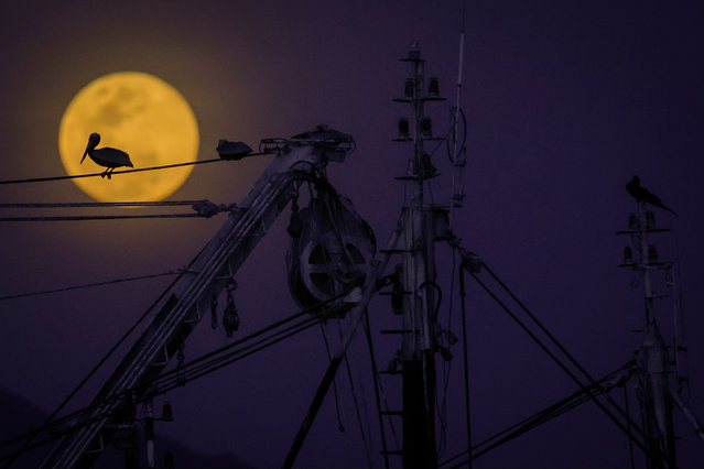A pelican (genus Pelecanus) is silhouetted against the first full moon of the year, also known as the wolf moon, in Puerto Caimito, Panamá, 13 January 2025. (Photo by Bienvenido Velasco/EPA/EFE)