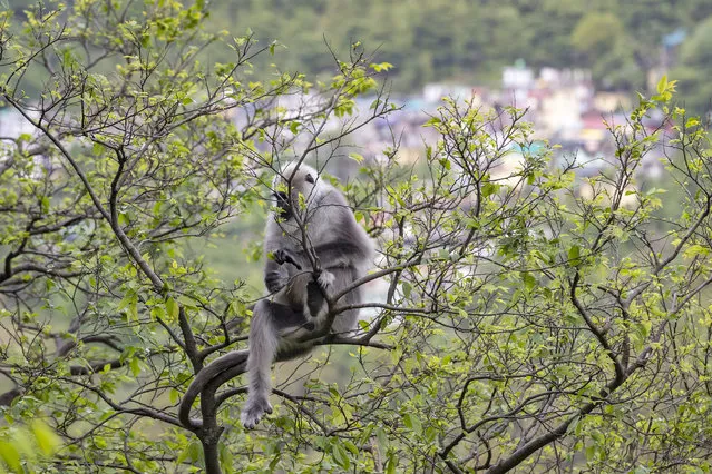 A langur monkey forages for fresh leaves on a tree in Dharmsala, India, Monday, April 20, 2020. (Photo by shwini Bhatia/AP Photo)