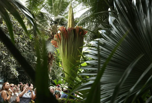Visitors take pictures of the Titan Arum, also known as the corpse flower, in full bloom at the U.S. Botanic Garden August 3, 2016 in Washington, DC. The plant is a native of Sumatra, Indonesia, and has the largest unbranched inflorescence in the world. It emits a stinky smell during its full bloom and last for 24-48 hour before it collapses. (Photo by Alex Wong/Getty Images)