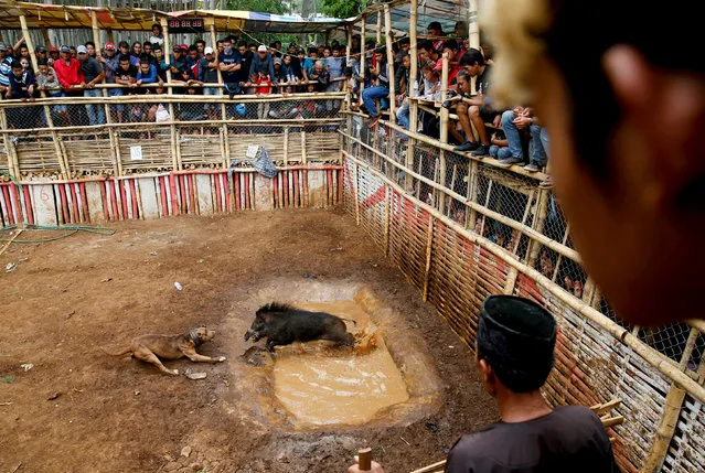 Villagers stand on a bamboo stage to watch a fight contest between dogs and captured wild boars, known locally as “adu bagong” (boar fighting), in Cikawao village of Majalaya, West Java province, Indonesia, September 24, 2017. (Photo by Reuters/Beawiharta)