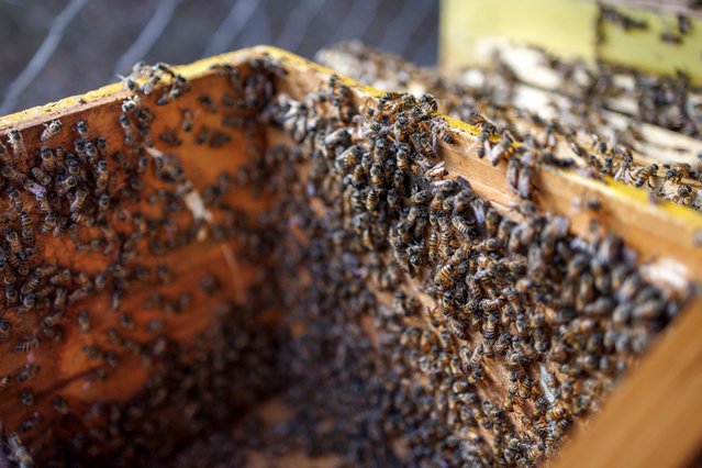 A general view of a bee colony in one of the hives being inspected by Loise Kawira (not pictured), a Consultant Beekeeper and Trainer for research and conservation organisation, Save the Elephants near Voi town in Taita Taventa County on October 30, 2024. (Phoot by Tony Karumba/AFP Photo)