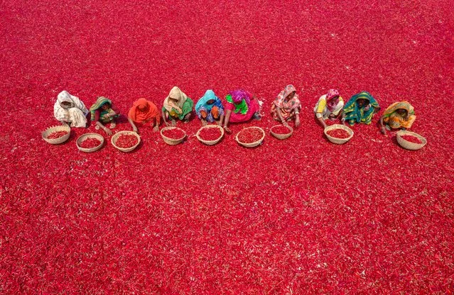 Women workers sort through millions of red chilli peppers which create a sea of red covering acres of land in Bogura, Bangladesh on August 28, 2022. They receive £3 per day – slowly move forward with their baskets to separate the bad from the good after the chilies have been dried in the sun for a week. More than 1000 female workers work in almost 100 chilli farms in Bogura district, Bangladesh to supply local spice companies with chillies for use in their recipes. (Photo by Mustasinur Rahman Alvi/Rex Features/Shutterstock)