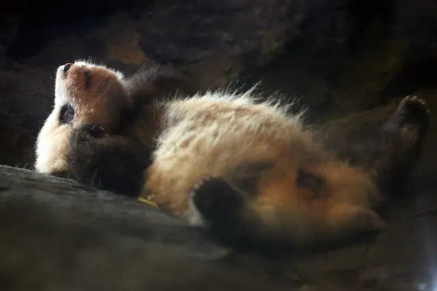 Photo taken on August 8, 2016 shows the baby panda at the Pairi Daiza Zoo in Brugelette, Belgium. The baby panda born in Belgium on June 2 will remain at the Pairi Daiza animal park in the south of the country for four years before returning to China. (Photo by Gong Bing/Xinhua via ZUMA Wire)