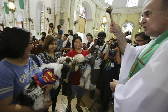 A Catholic priest sprinkles holy water on pet dogs during an animal blessing rites at the Malate church in Manila, Philippines on Sunday, October 5, 2014. (Photo by Aaron Favila/AP Photo)