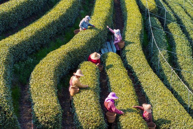 Aerial view of workers harvesting Longjing tea leaves at a tea garden on March 20, 2025 in Hangzhou, Zhejiang Province of China. (Photo by Han Jiajun/VCG via Getty Images)