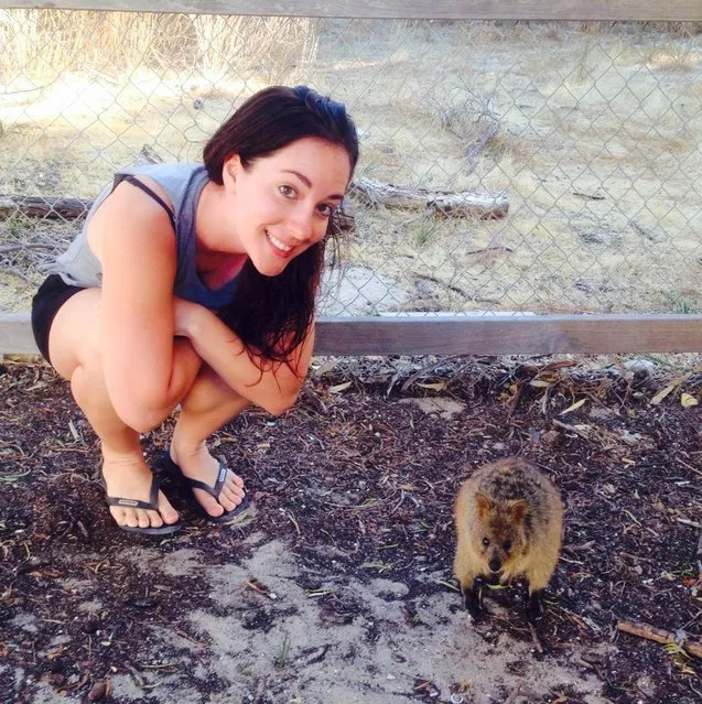 Quokka The Happiest Animal in the World
