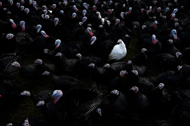 A white bronze turkey is seen amongst Norfolk black turkeys hatched in June and raised free range for Christmas are seen ready for market on David McEvoy's Turkey farm in Termonfeckin, Ireland, November 26, 2017. (Photo by Clodagh Kilcoyne/Reuters)