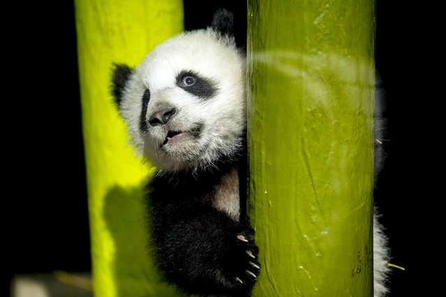 One of the giant panda cub twins Leni or Lotti plays in the enclosure before venturing out on their first outdoor adventure, at the Zoo in Berlin, Germany, Thursday, March 20, 2025. (Photo by Ebrahim Noroozi/AP Photo)