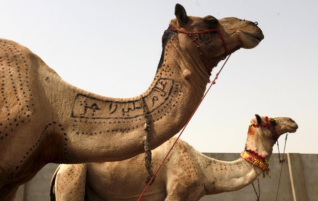 Decorated sacrificial camels are seen at the animal market on the outskirts of Karachi, Pakistan September 22, 2015. (Photo by Akhtar Soomro/Reuters)