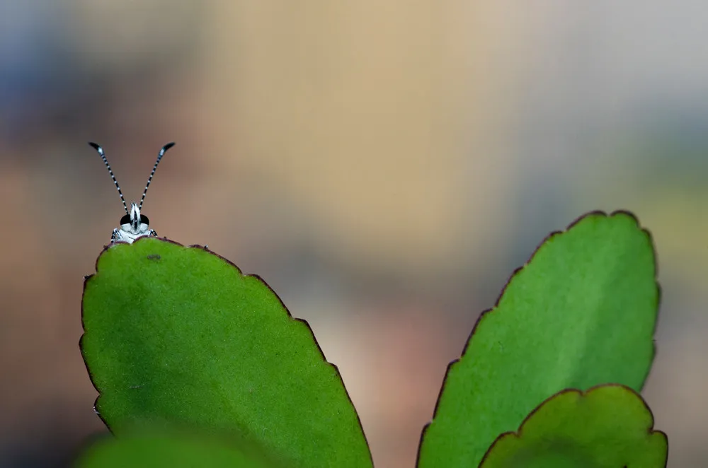 Some Photos: Insects