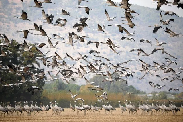 Cranes rest in the Agamon Hula Lake area of the Hula Valley in northern Israel, on their seasonal migration route from Europe to Africa, on November 22, 2022. (Photo by Jalaa Marey/AFP Photo)