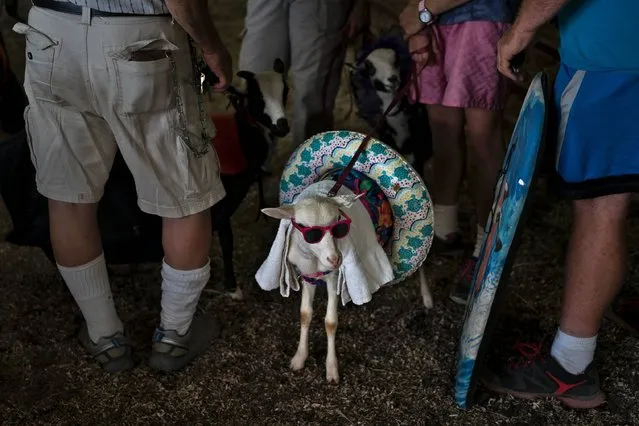 People wait to compete in “The prettiest animal” contest during the Shenandoah County Fair September 2, 2016 in Woodstock, Virginia. (Photo by Brendan Smialowski/AFP Photo)