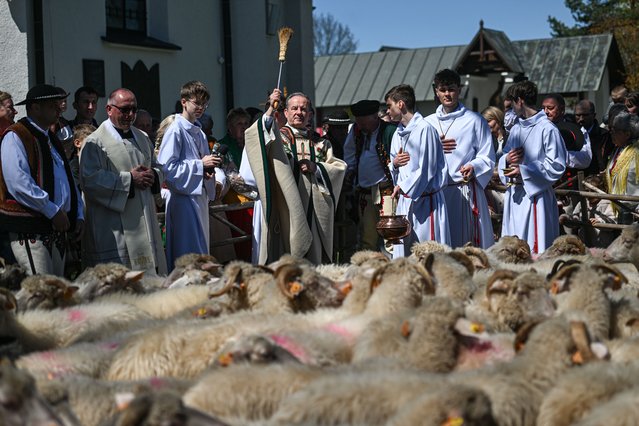 A priest blesses sheep during the Redyk, a celebration to start the sheep grazing season in Ludzmierz, Poland on April 27, 2025. Every year, shepherds and their sheep visit the local church to celebrate the start of the grazing season, pray for a good grazing and receive holy water and wooden strains. (Photo by Omar Marques/Anadolu via Getty Images)