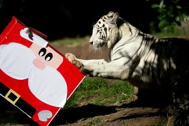“Romina” the Bengal tiger receives her Christmas gift, including some candy, allowed on her diet, as part of the activity “Zoorprises for Christmas” at La Aurora zoo in Guatemala City, Guatemala, 17 December 2017. (Photo by Esteban Biba/EPA/EFE)