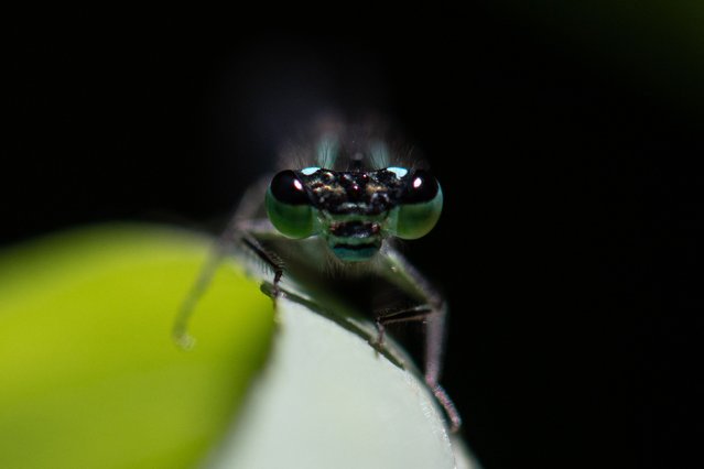 A damselfly is photographed at the Bois de Vincennes, a park in eastern Paris, on Tuesday, June 17, 2025. Martin Lelievre/AFP Photo)