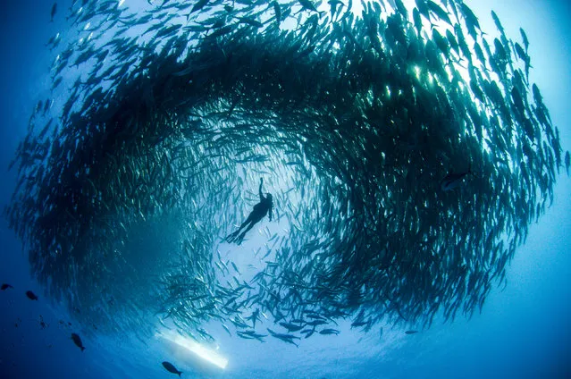 Mika Woyda surrounded by the school of Big-eye trevally. (Photo by Caine Delacy/Mika Woyda/Caters News)