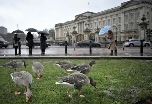 Geese feed in front of Buckingham Palace in London, Tuesday, January 10, 2023. (Photo by Kirsty Wigglesworth/AP Photo)