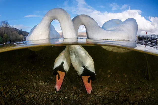 British underwater photographer of the year – winner. “Love Birds” by Grant Thomas (UK). Location: Luss Pier, Loch Lomond, Scotland. Thomas’s initial idea was to frame a split shot of one swan feeding below the surface of the water but when he noticed how comfortable they were around him he was confident, with some patience, he could get that magical shot of the two. (Photo by Grant Thomas/UPY 2018)