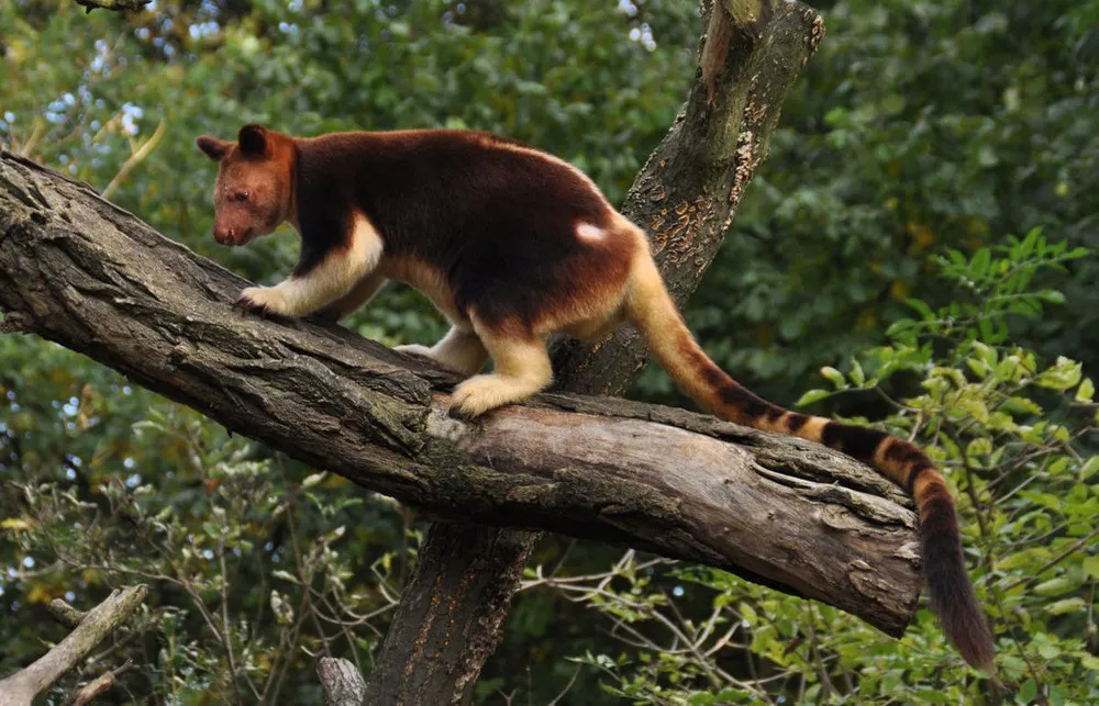 Goodfellow's Tree-Kangaroo