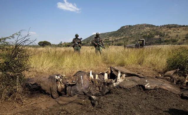 Members of the Pilanesberg National Park Anti-Poaching Unit (APU) stand guard as conservationists and police investigate the scene of a rhino poaching incident April 19, 2012. (Photo by Mike Hutchings/Reuters)