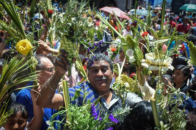 A man seen holding palm leaf during the celebration of the Mass on Palm Sunday at Iglesia de Los Remedios. Palm Sunday is a Christian feast that falls on the Sunday before Easter where devotee celebrate the Holy Week with the crucifixion and resurrection of Jesus Christ. (Photo by Carlos Tischler/SOPA Images/LightRocket via Getty Images)