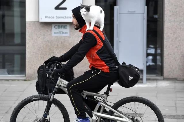 A man rides a bicycle with a cat on his shoulder in the center of Brussels, Friday, March 3, 2023. (Photo by Geert Vanden Wijngaert/AP Photo)