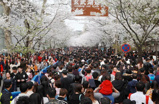 People walk under cherry blossoms at Jiming Temple in Nanjing, Jiangsu province, China March 24, 2018. (Photo by Reuters/China Stringer Network)
