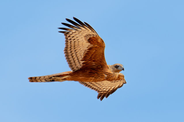 A stunning red goshawk in flight at Newhaven wildlife sanctuary, NT, Australia in October 2025. The mysterious bird, which exists nowhere else on Earth, is disappearing from Australia’s landscape as a result of climate change and habitat loss. (Photo by Tim Henderson/Australian Wildlife Conservancy)