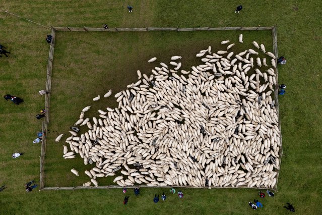A picture taken with a drone shows sheep with their shepherds return from grazing in the mountains during autumn “redyk” in Oslawica village, south-eastern Poland, 05 October 2025. Redyk it is held each fall to move the flocks off the mountains to their winter grazing homes. (Photo by Darek Delmanowicz/EPA)