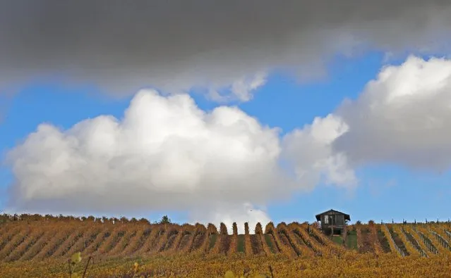 Late autumn colours in vineyards mark a change in season in Soultz in the Alsace region, eastern France, October 29, 2015. (Photo by Jacky Naegelen/Reuters)