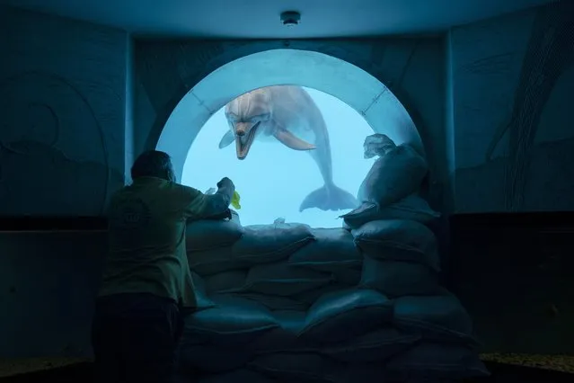 The entomologist Yurii Voitenko, 67, plays with the dolphin named Zeus through an underwater viewing window fortified with sand bags in the pool of the dolphinarium Nemo in Kharkiv, Ukraine, Wednesday, September 21, 2022. According to the trainers, the three remaining dolphins haven't been evacuated due to the early age of the cub. The two belugas won't be removed, in reason of their big sizes, from the park, that have suffered some damages from previous Russian attacks. (Photo by Leo Correa/AP Photo)
