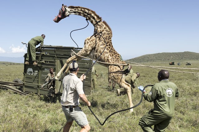 An adult female Masai giraffe rears on its hind legs as it resists efforts by Kenya Wildlife Services (KWS) rangers to guide it into a transportation crate using ropes during an exercise to translocate large herbivores from Kedong Ranch due to land subdivisions and corralling that have disrupted wildlife migratory routes in Naivasha, Nakuru County, on November 16, 2025. Driven by two long ropes held by about twenty rangers, the blindfolded giraffe enters a tall trailer that is to transport it out of its natural habitat in the Rift Valley, which is deteriorating after having been resold. This is the first step in a meticulous relocation operation in the vast Kedong ranch, part of an ancestral corridor between Mount Longonot and Hell's Gate Park, near the iconic Lake Naivasha. (Photo by Tony Karumba/AFP Photo)