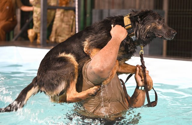 A US air force dog handler guides his four-legged friend, MWD Glen, through water confidence training at RAF Mildenhall, Suffolk on November 27, 2025. Such military working dogs are put to use detecting explosives, as well as finding missing people and deterring intruders. (Photo by Karen Abeyasekere/South West News Service)