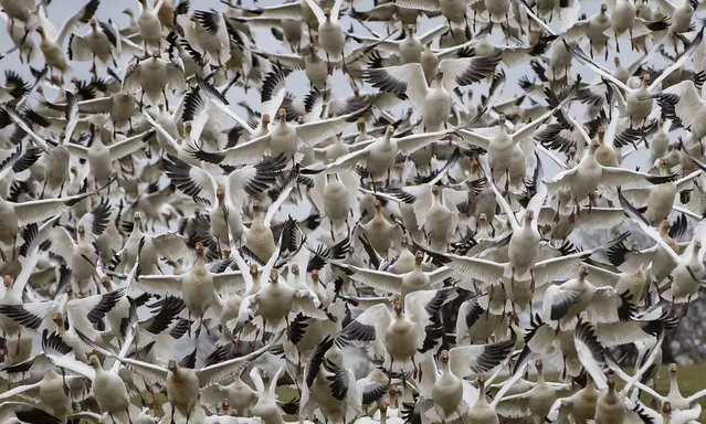 Snow geese take to the air at Garry Point Park, in Richmond, British Columbia, on Sunday, January 10, 2021. The geese, which breed in Siberia, migrate along the pacific coast to spend winter feeding in river estuaries in southern B.C., Washington, and northern California. The B.C. Ministry of Environment estimates 100,000 of the birds reside in the Fraser River Delta every winter. (Photo by Darryl Dyck/The Canadian Press via AP Photo)