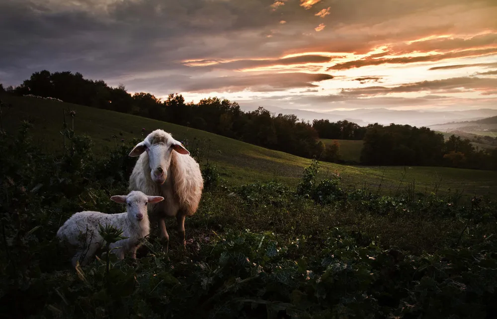 Rural Daily Life in Radicondoli by Photographer Marco Sgarbi