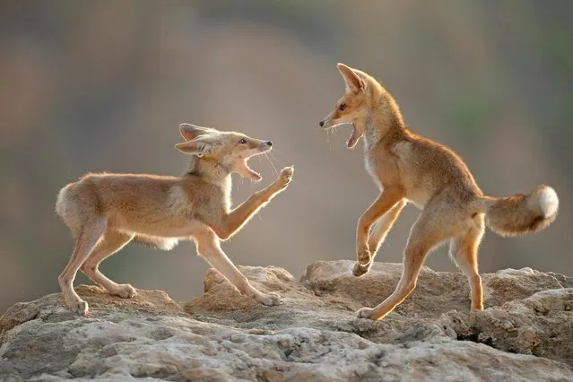 Two desert foxes frolick on Judah Plain, Israel on July 25, 2019. (Photo by Shlomo Waldmann/Mercury Press)