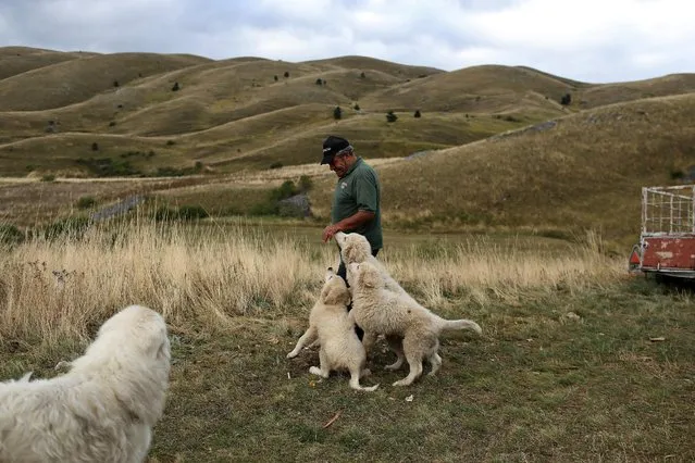 Domenico Ciccone greets his dogs as he arrives where some of his sheep spent the night near the town of Rocca Calascio, close to Santo Stefano di Sessanio in the province of L'Aquila in Abruzzo, inside the national park of the Gran Sasso e Monti della Laga, Italy, September 8, 2016. (Photo by Siegfried Modola/Reuters)