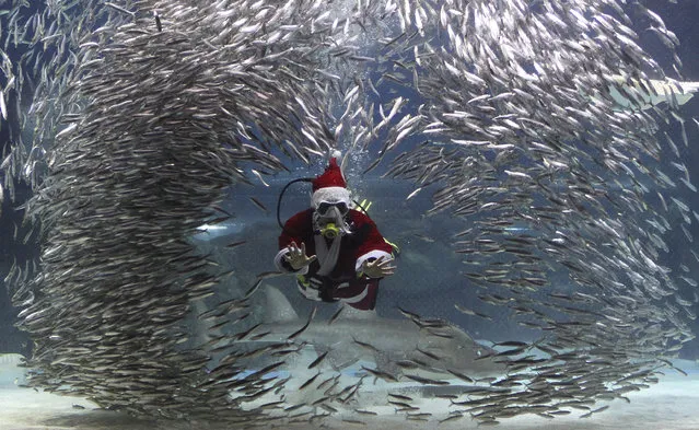 A diver dressed in a Santa Claus costume performs with sardines at the Coex Aquarium in Seoul, South Korea, Wednesday, December 9, 2015. (Photo by Ahn Young-joon/AP Photo)
