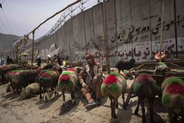 A goat seller waits for customers in Kabul, Afghanistan, Wednesday, May 31, 2023. (Photo by Rodrigo Abd/AP Photo)